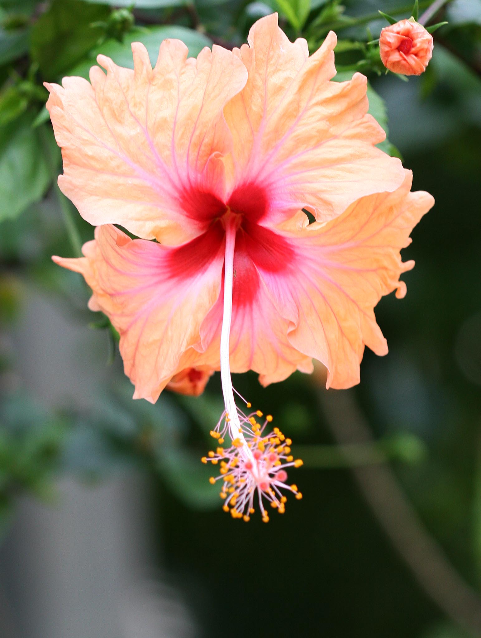 The different species of hibiscus flowers. | Visuallens